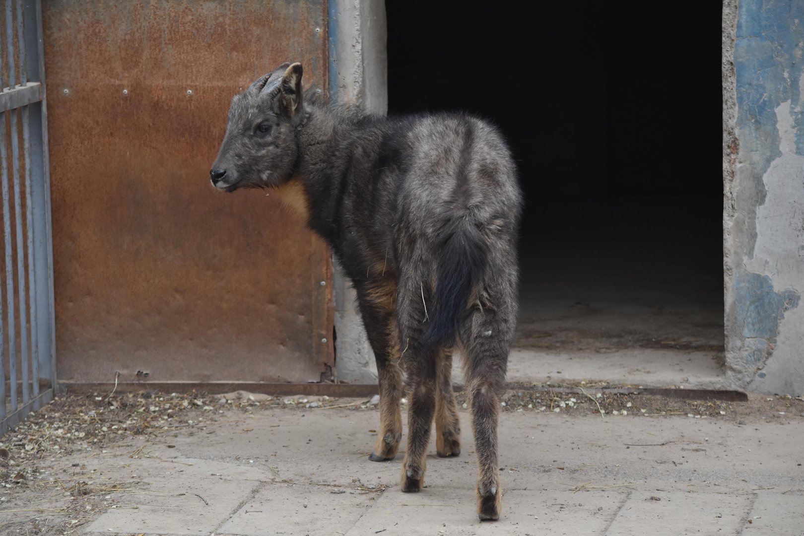 Chinese goral (Naemorhedus griseus)