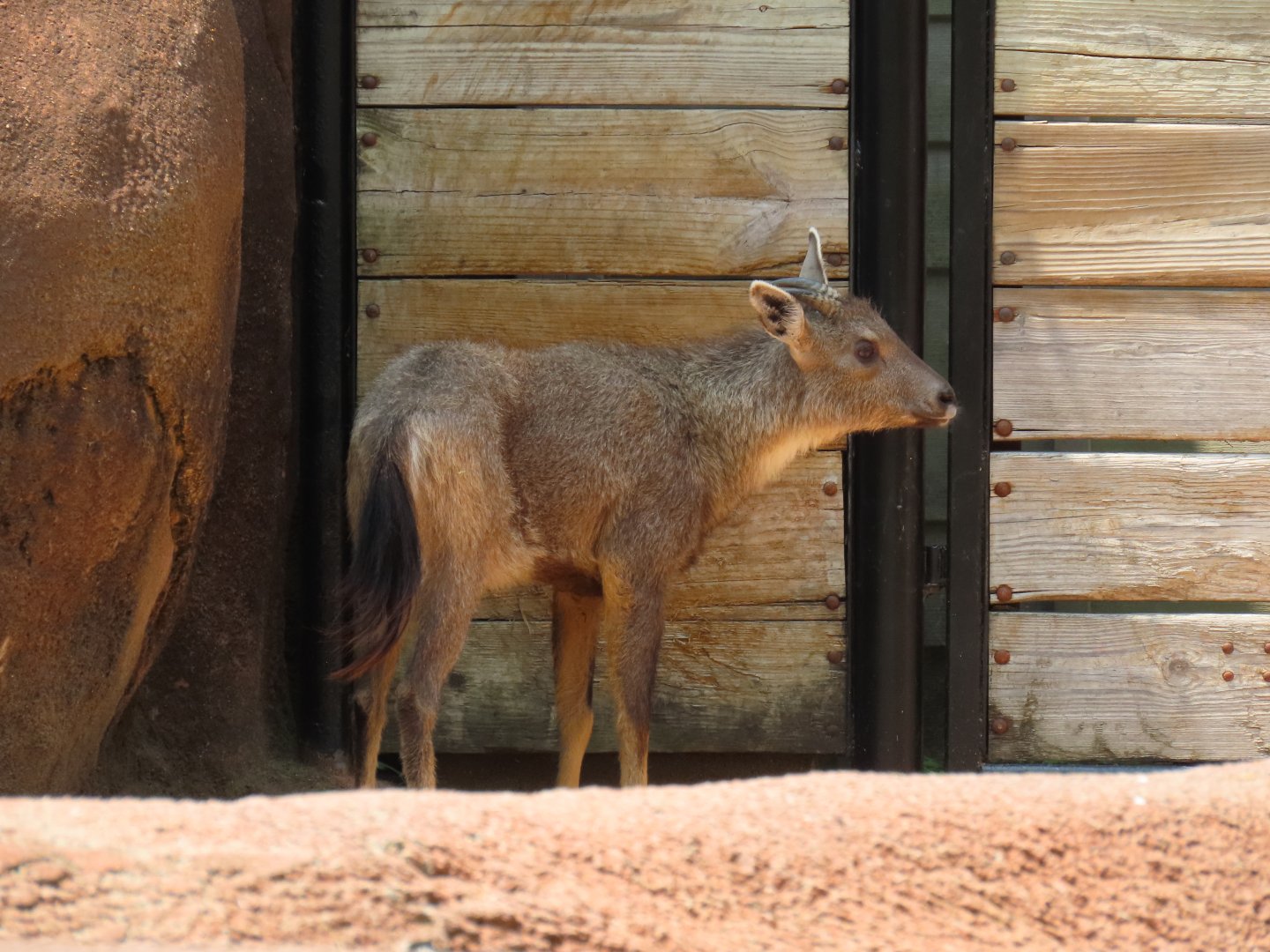 Chinese Goral (Naemorhedus griseus)