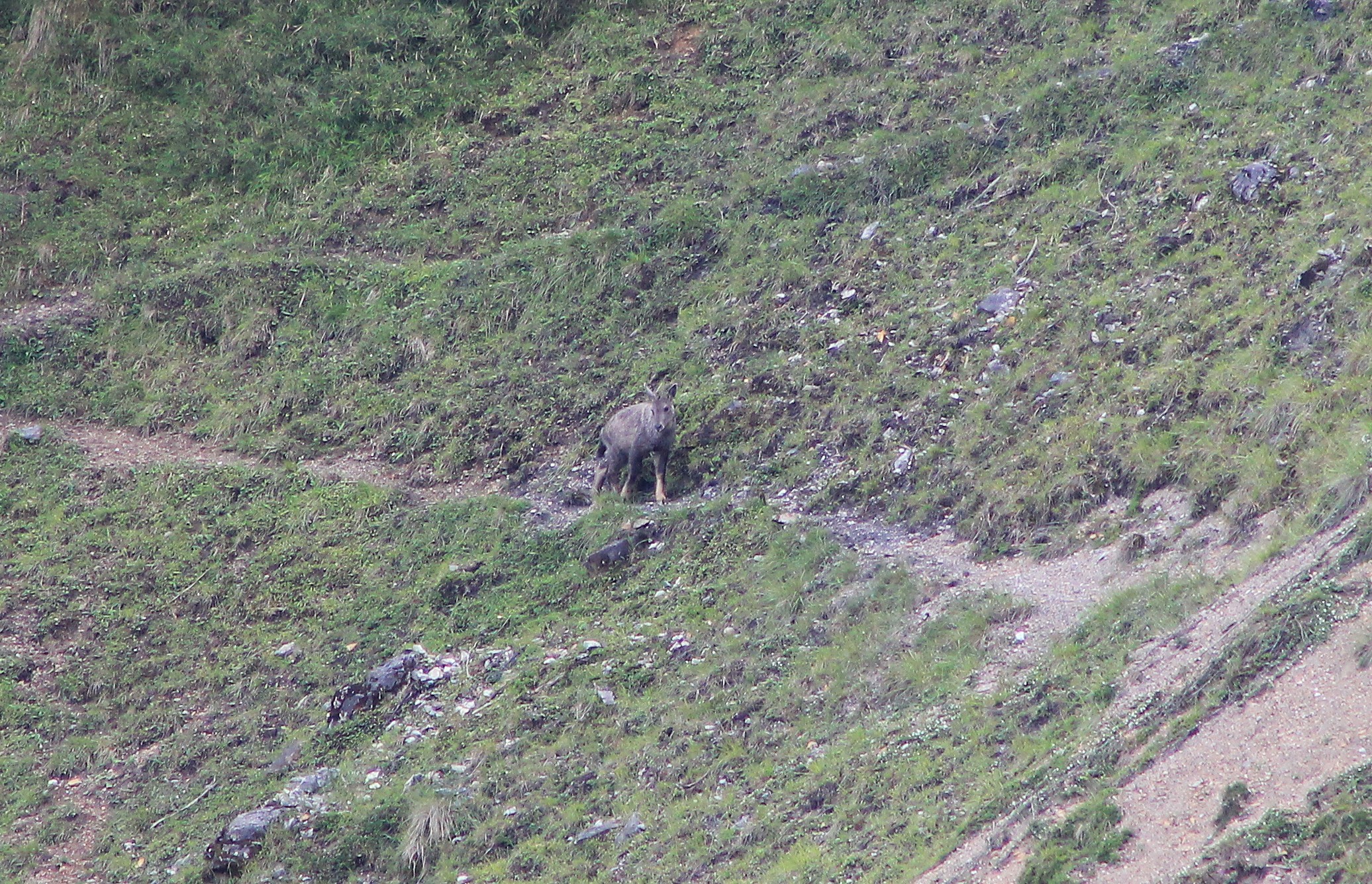 Chinese Goral (Naemorhedus griseus)
