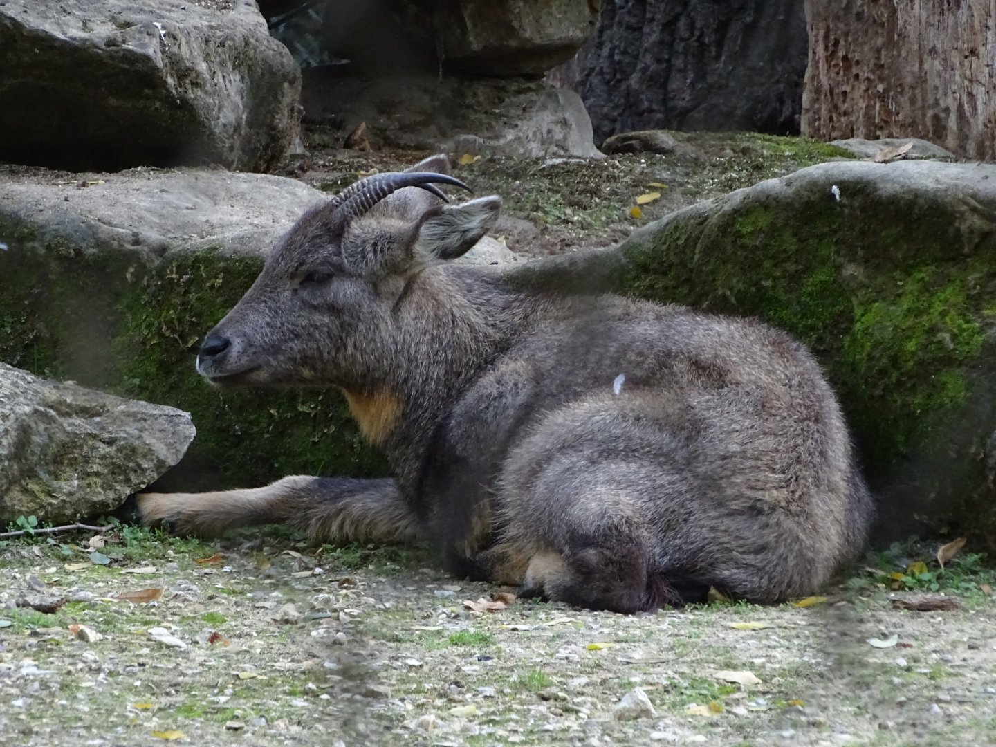 Chinese goral (Naemorhedus griseus)