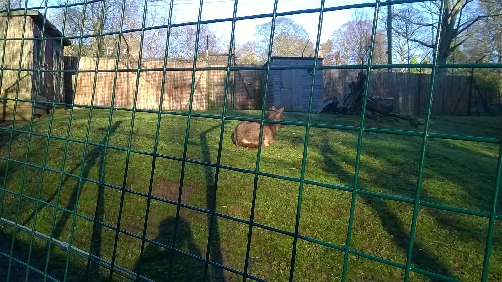 Chinese Goral (Nemorhaedus griseus) 04/01/15