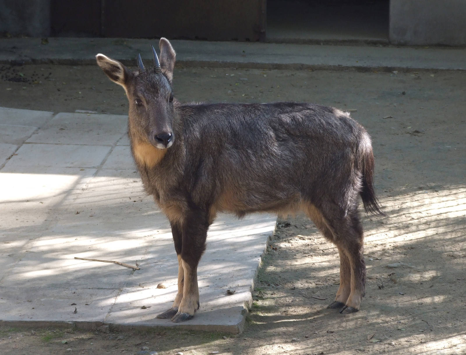 Chinese goral (Nemorhaedus griseus)