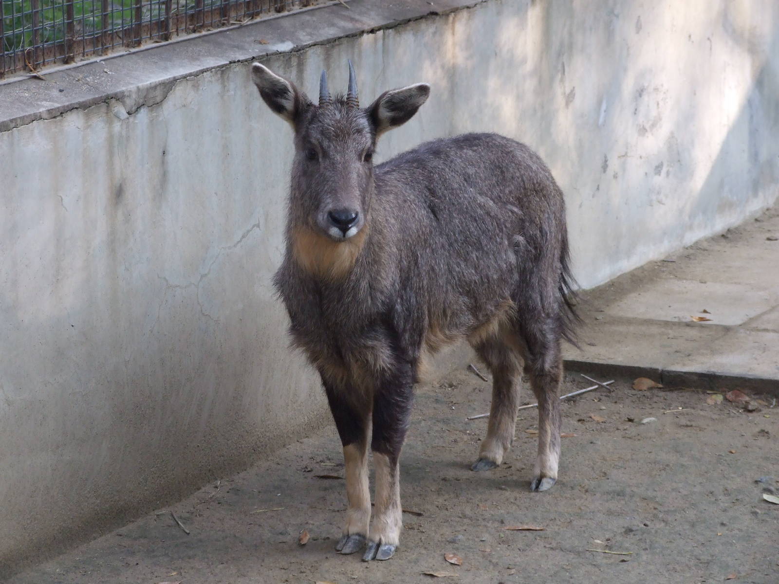 Chinese goral (Nemorhaedus griseus)