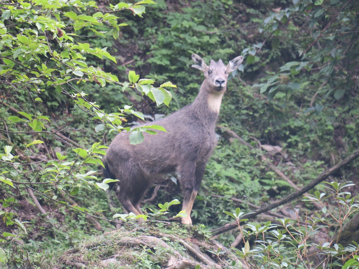 Chinese goral (Nemorhaedus griseus)
