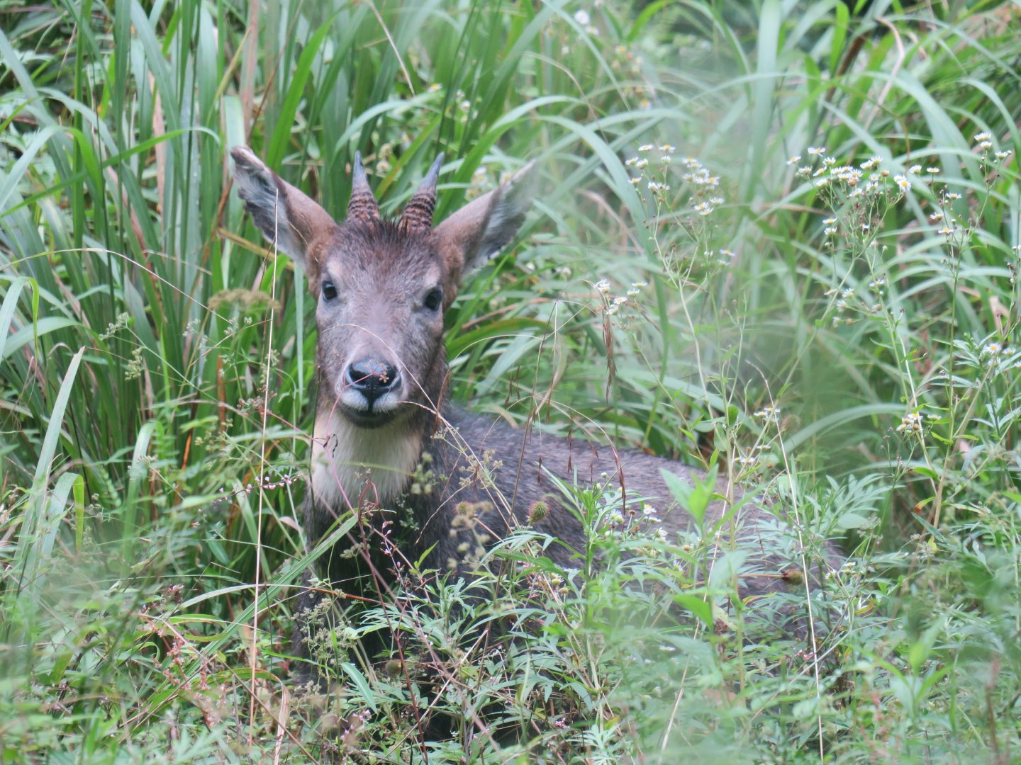 Chinese goral (Nemorhaedus griseus)