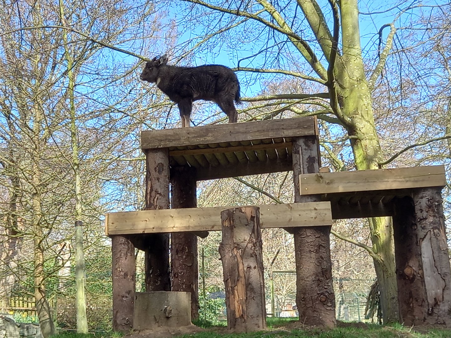 Chinese Goral on top of its climbing frame