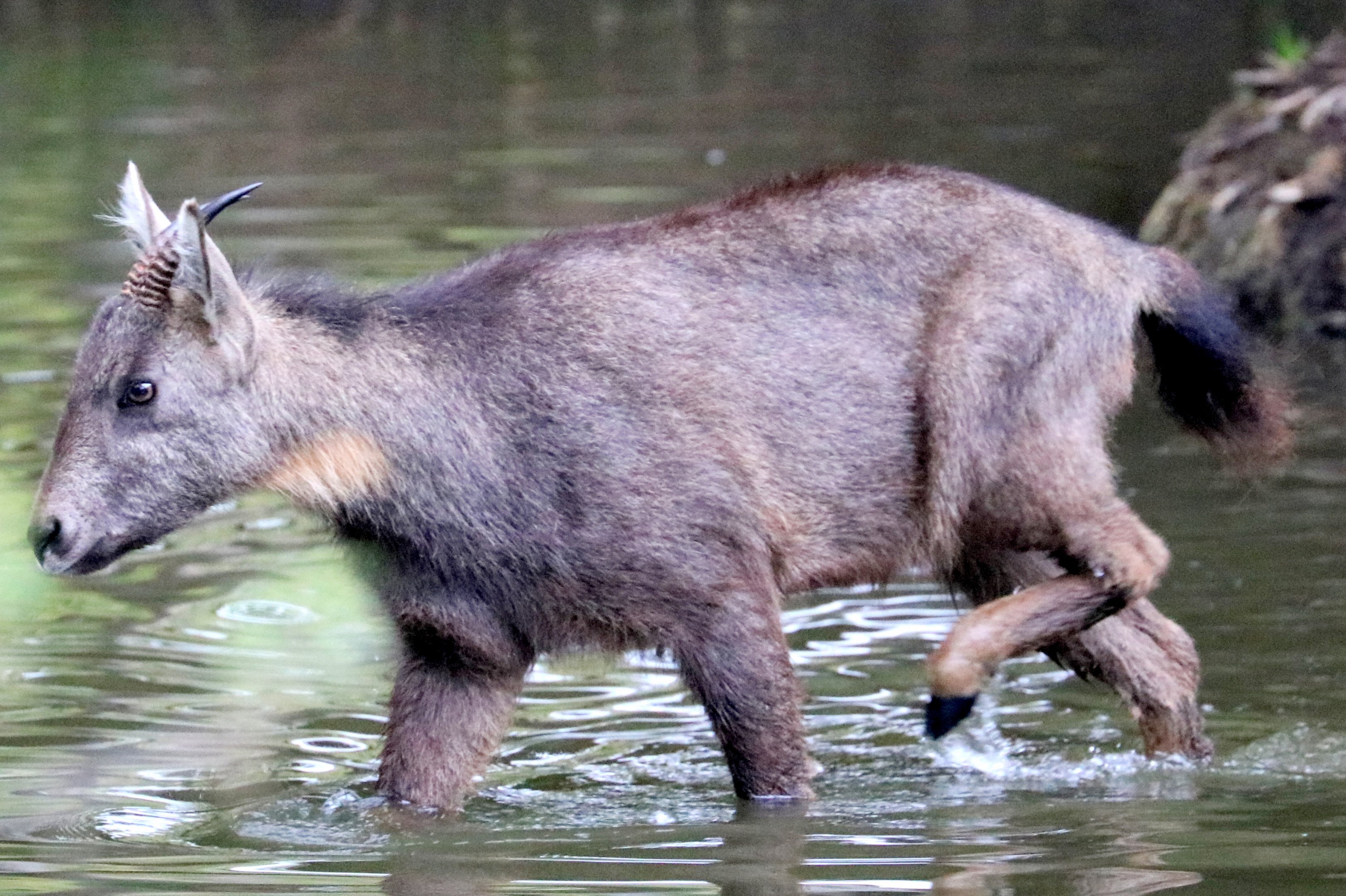 Chinese goral paddling; Pairi Daiza; 12th September 2018.JPG