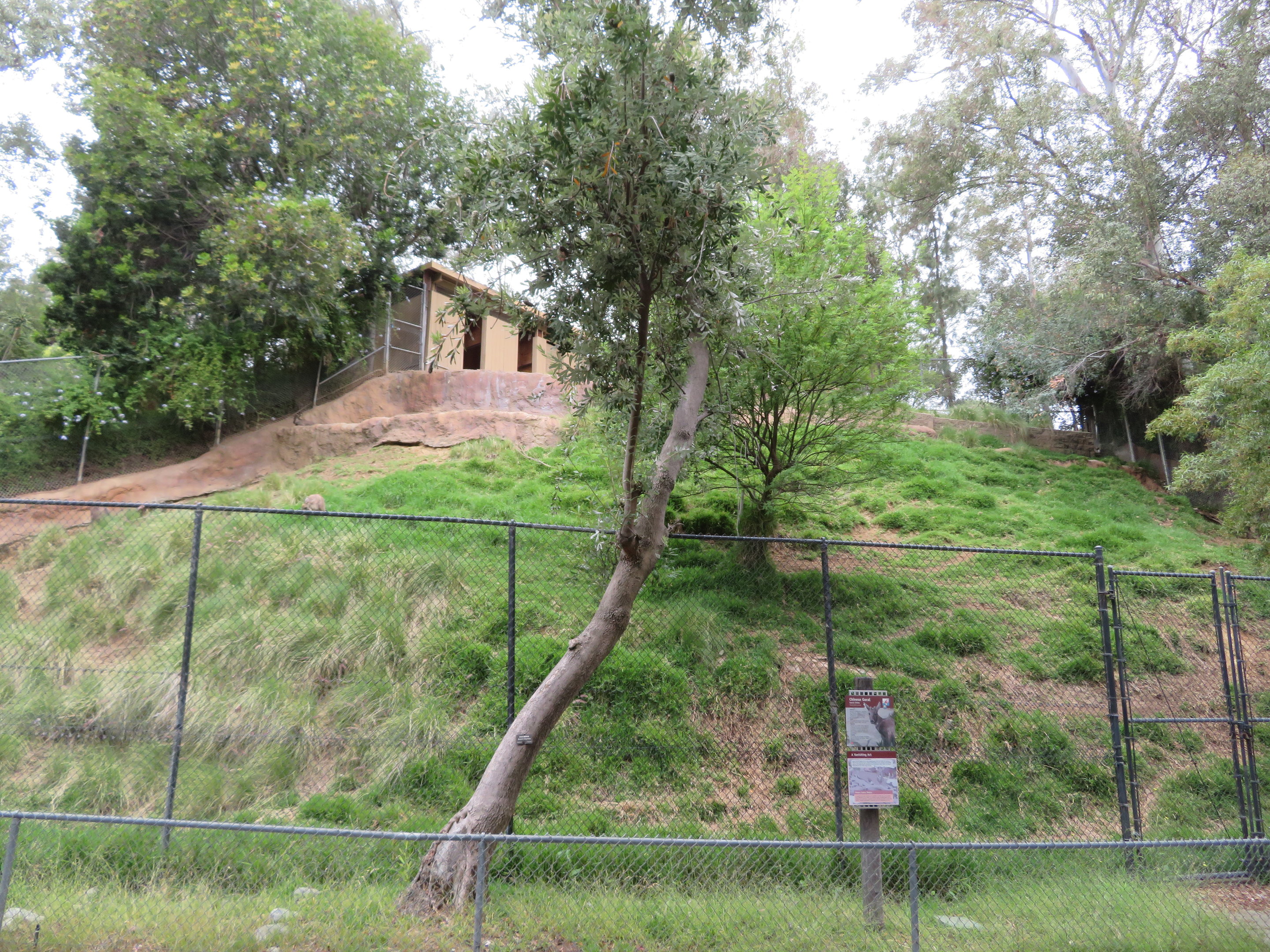Chinese Goral Paddock