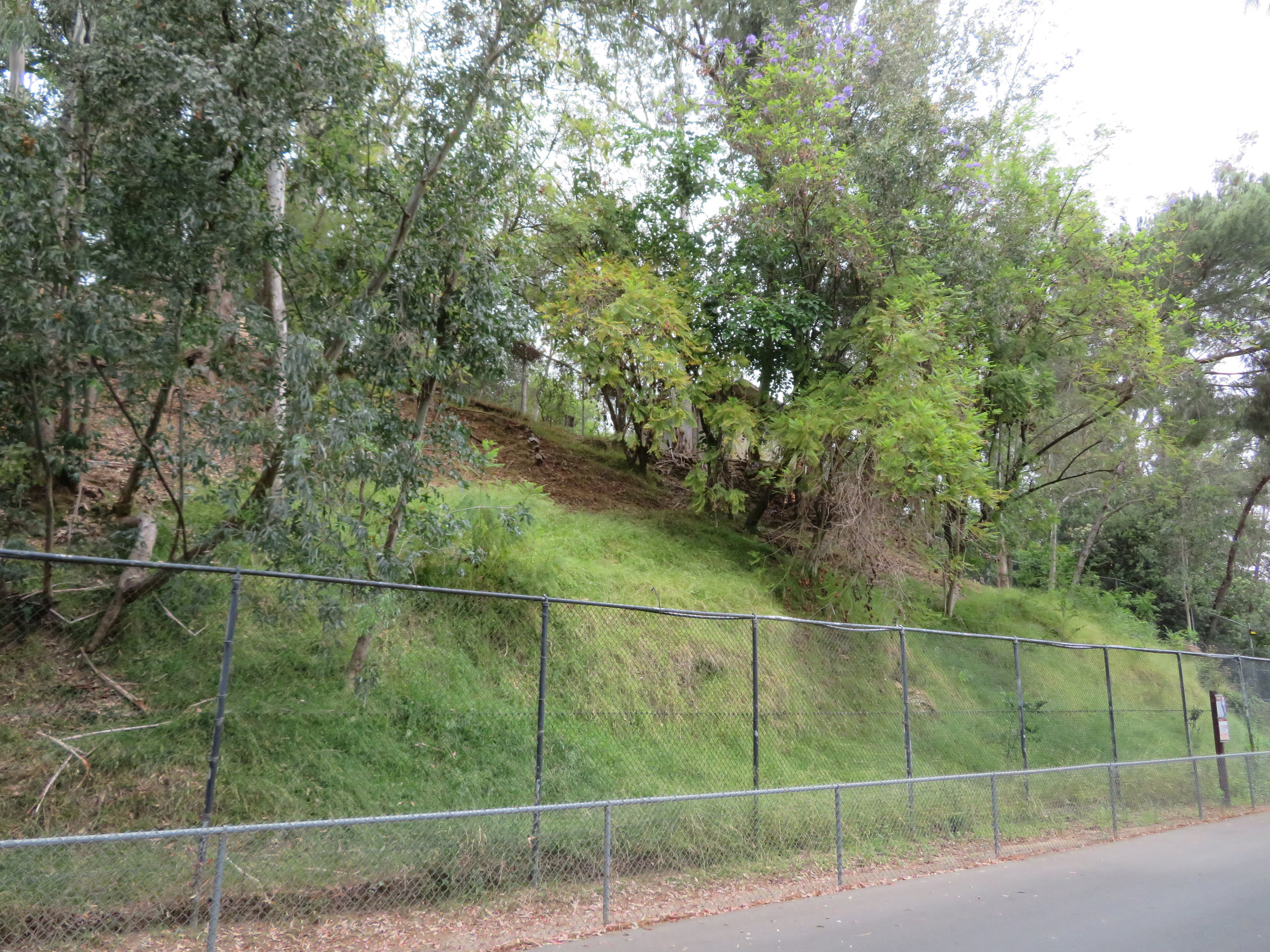 Chinese Goral Paddock