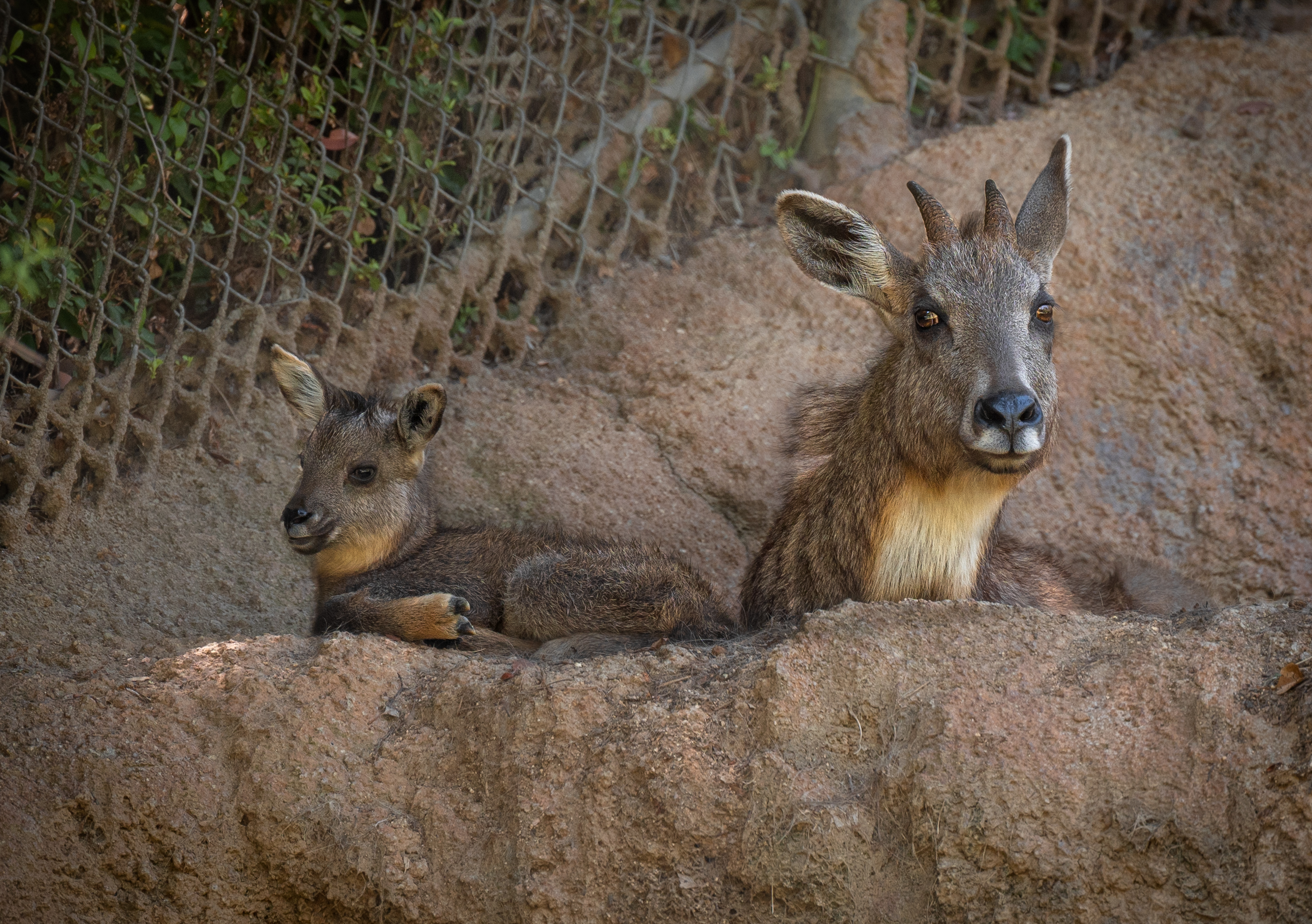 Chinese Goral parent and kid