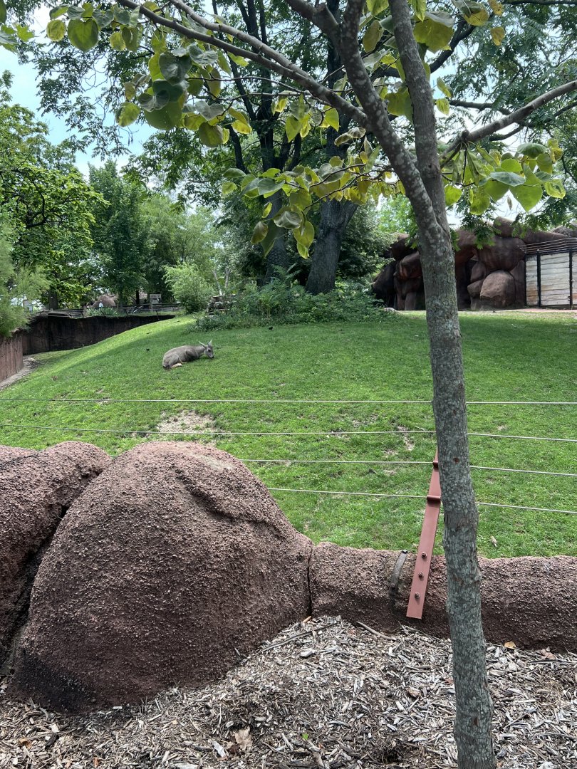 Chinese Goral/Sichuan Takin Exhibit