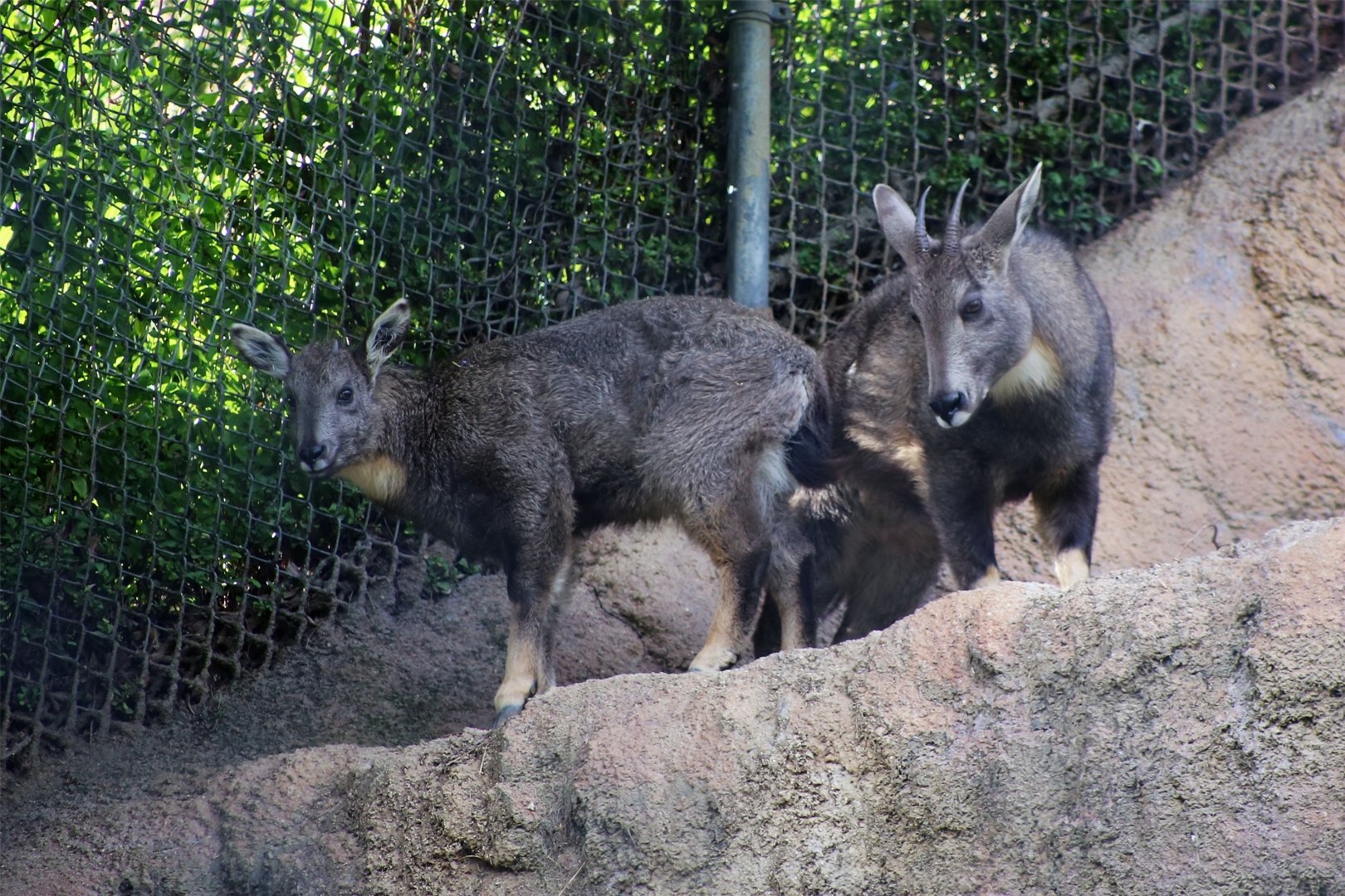 Chinese goral with calf