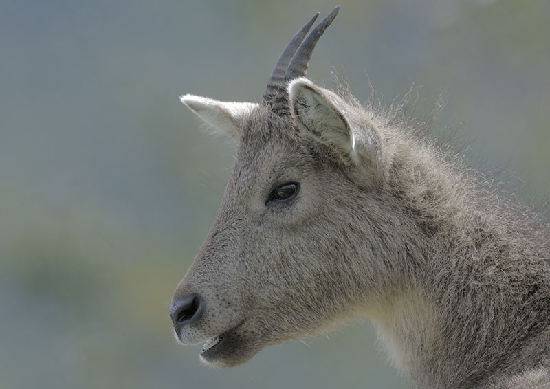 Chinese goral