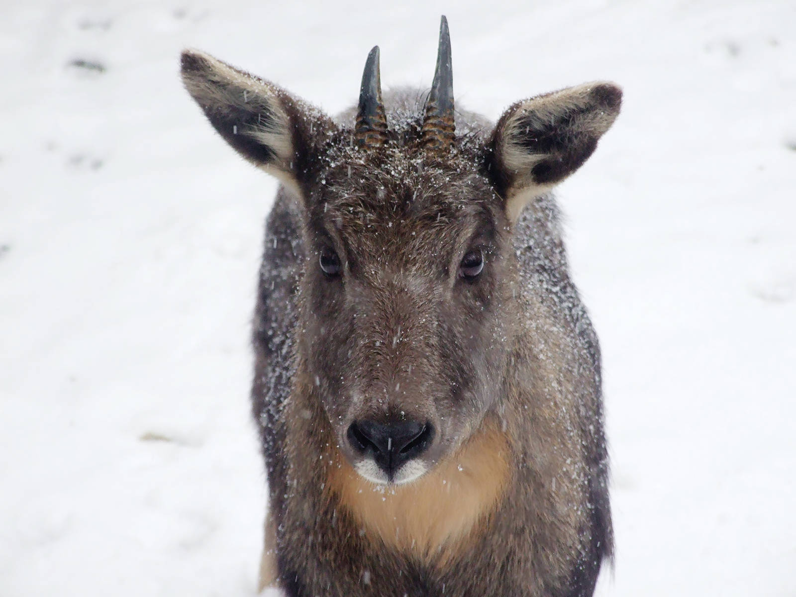 Chinese goral