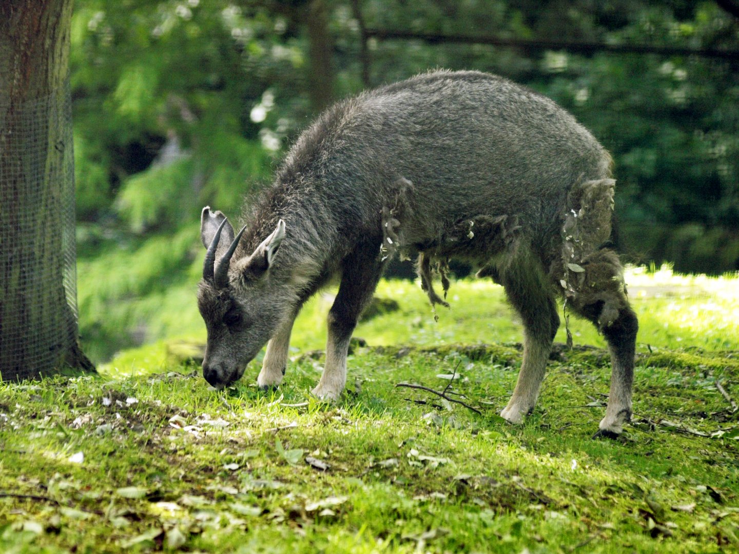 Chinese goral