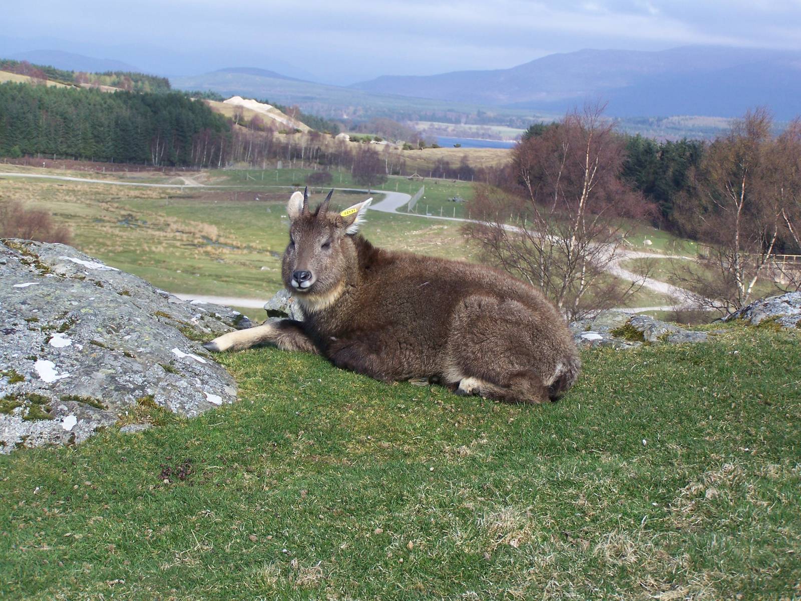 Chinese Goral