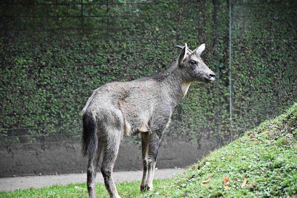 Chinese goral