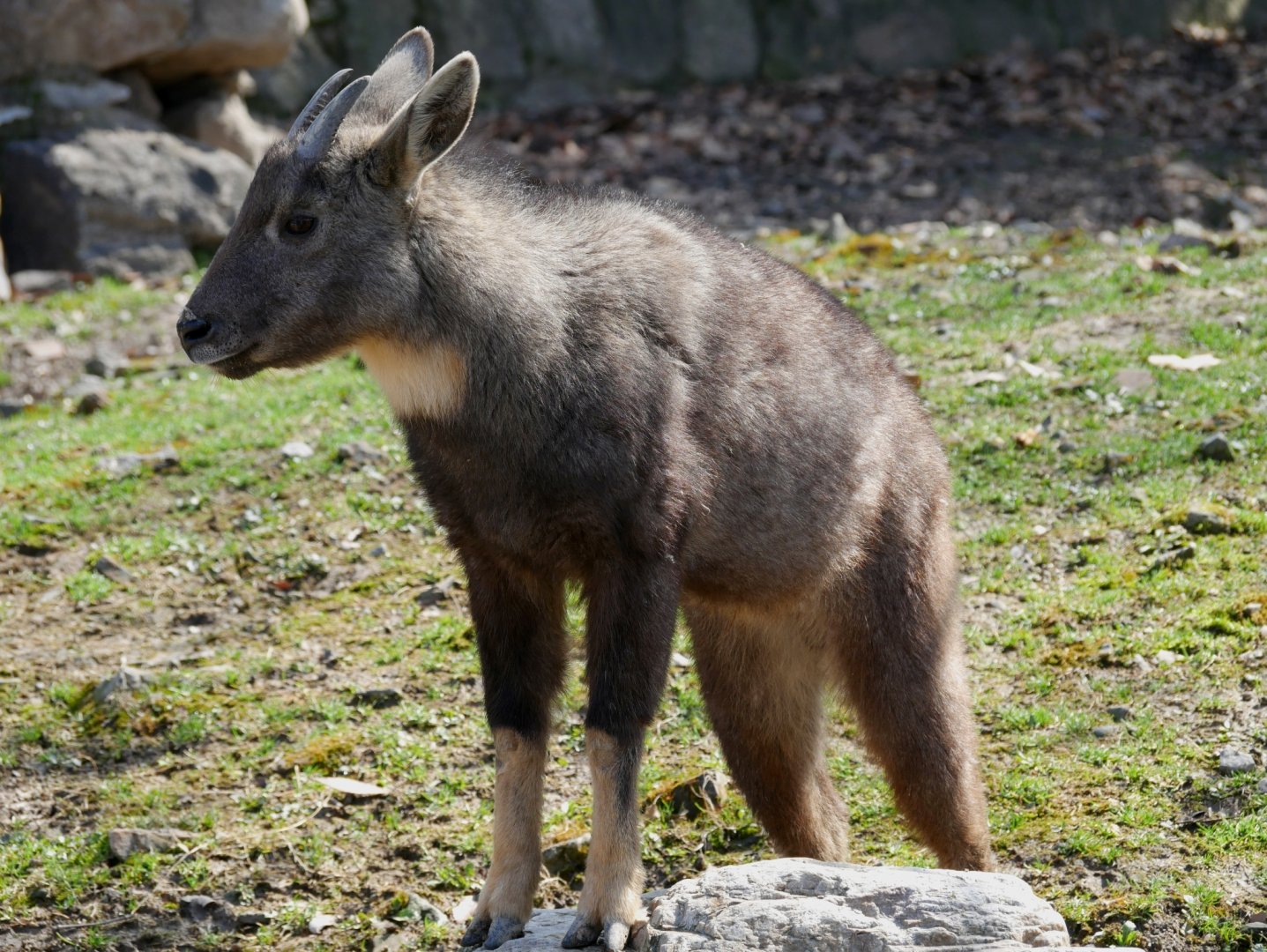 Chinese goral