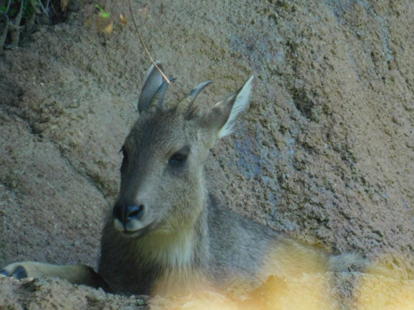 Chinese Goral