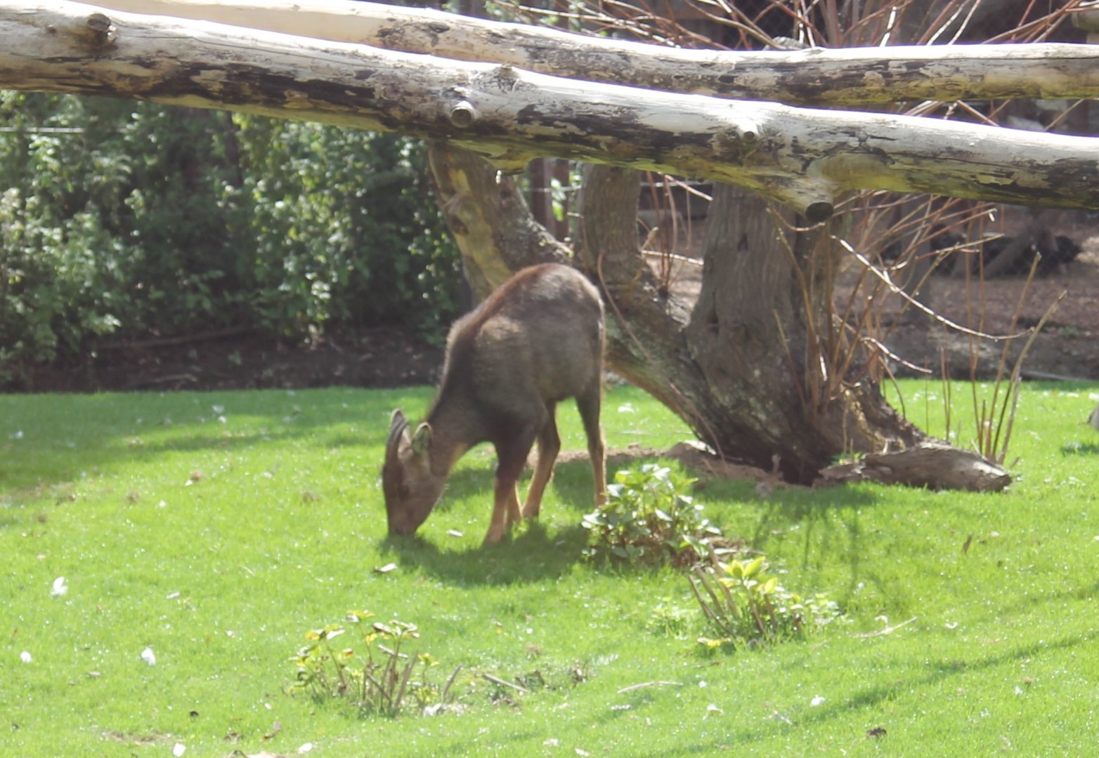 Chinese goral