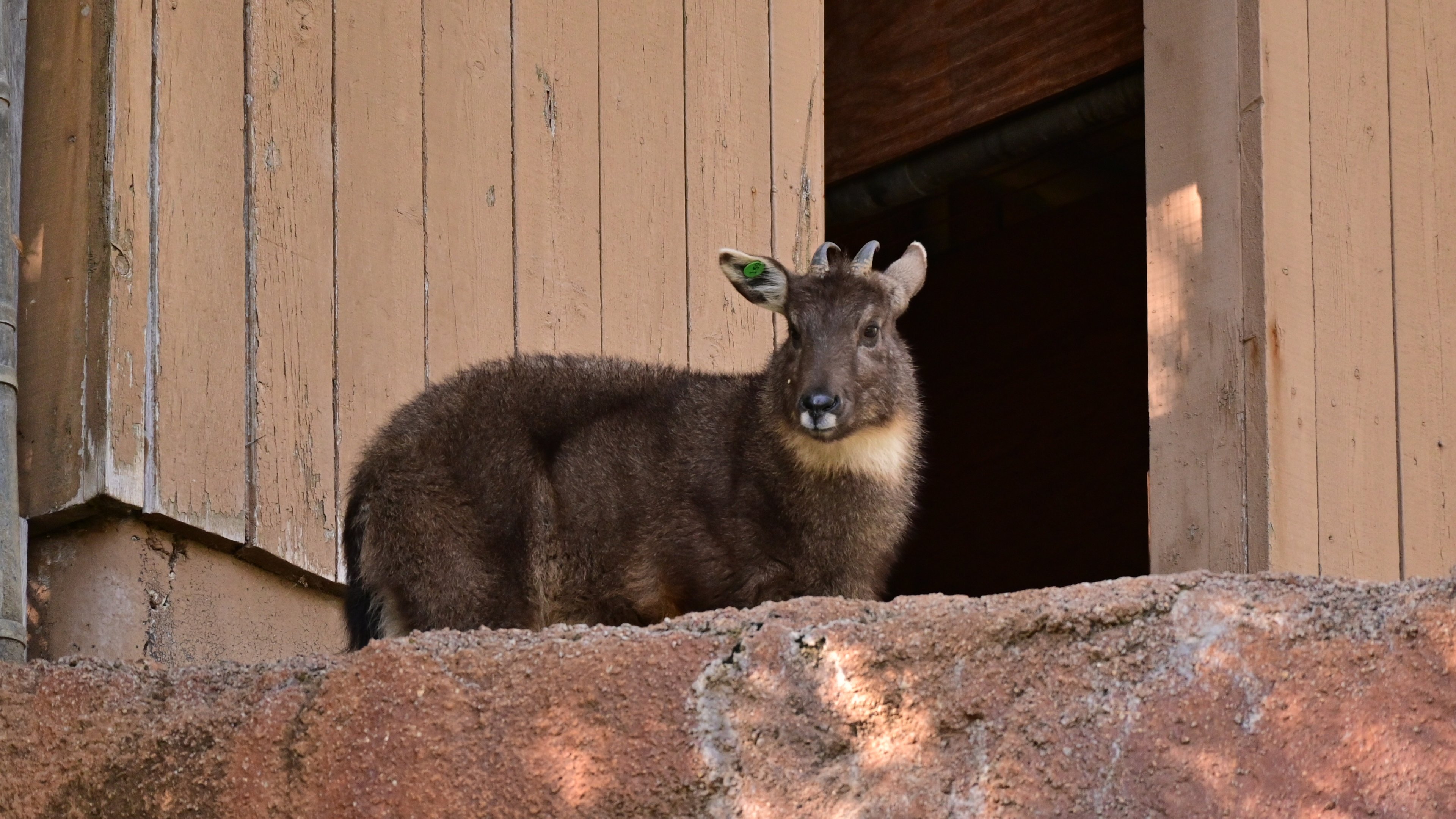 Chinese Goral
