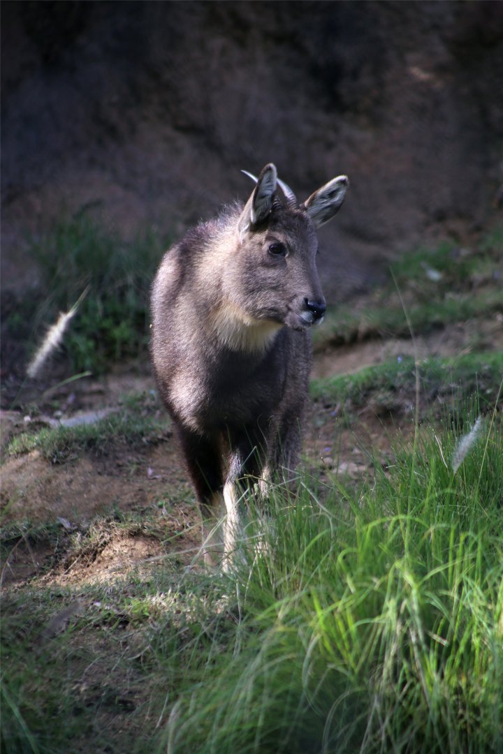 Chinese goral