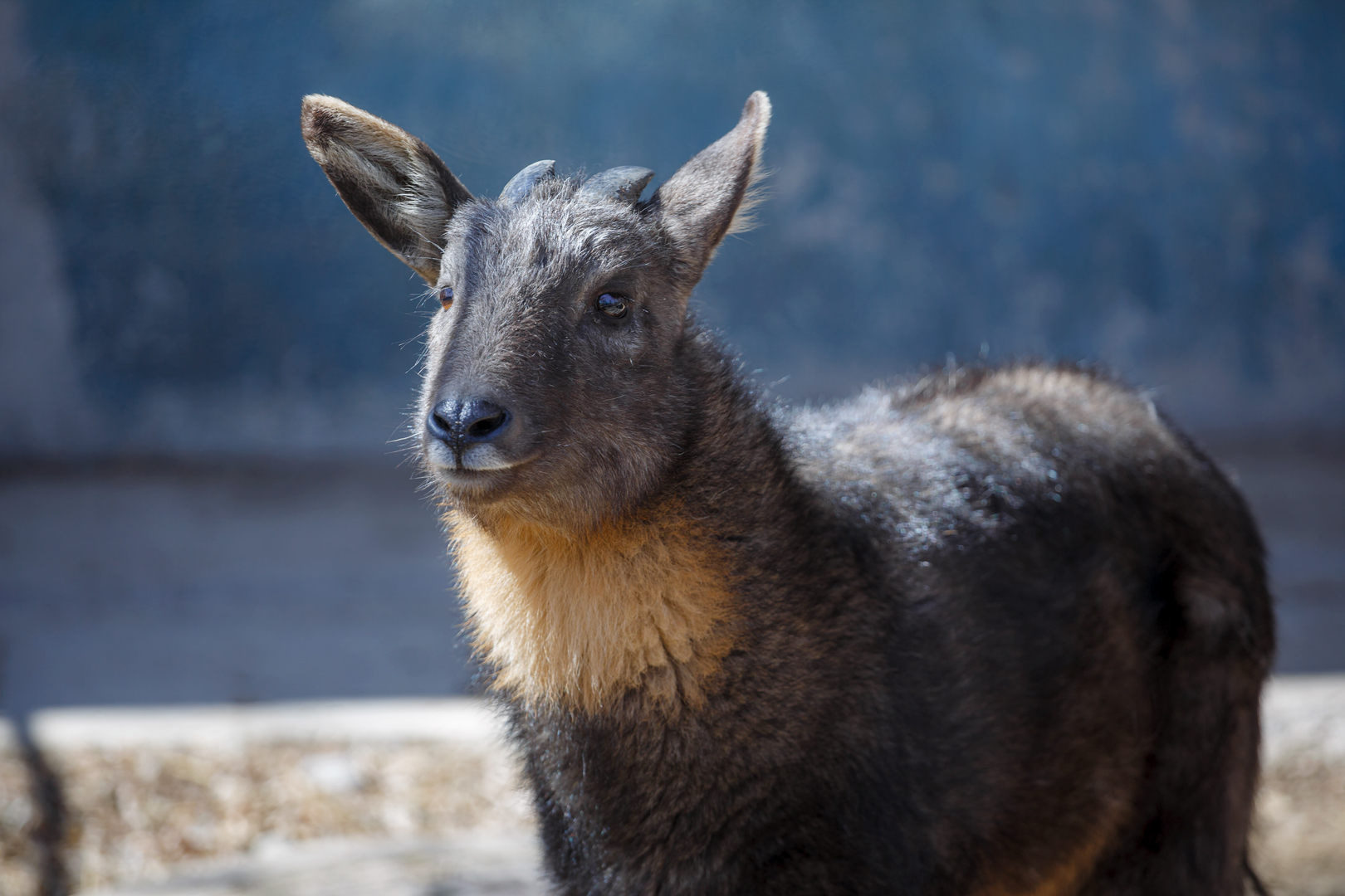 Chinese goral