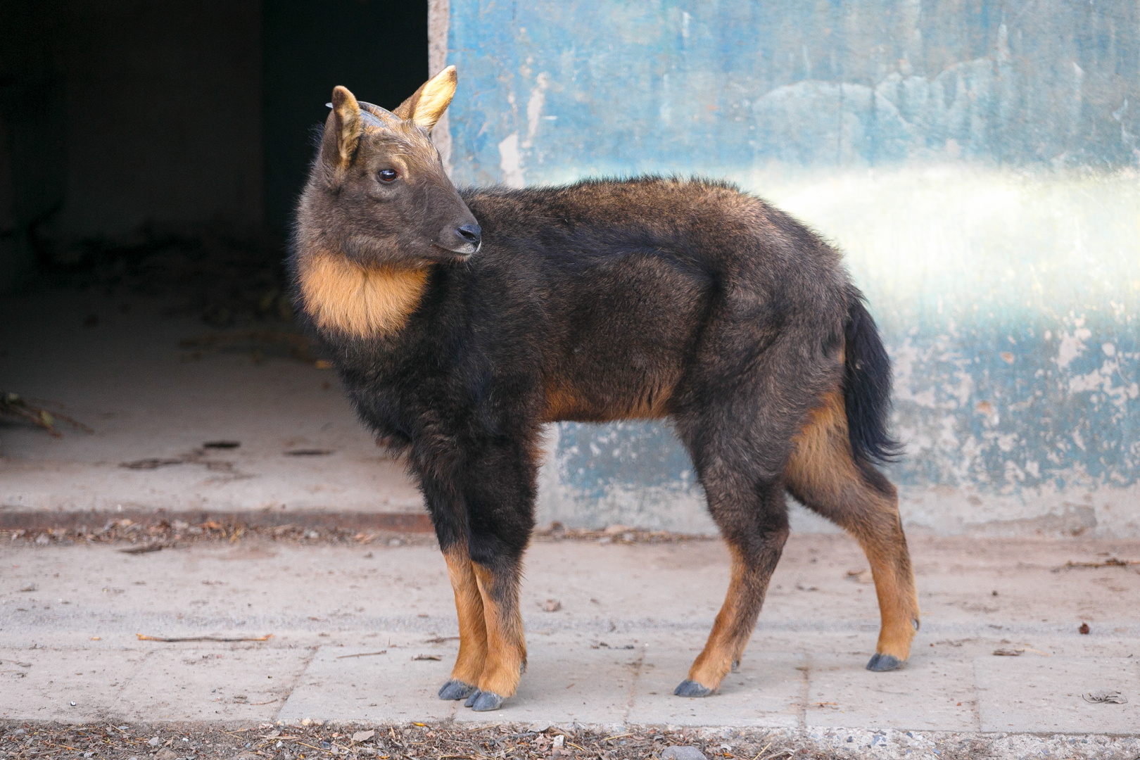 Chinese goral