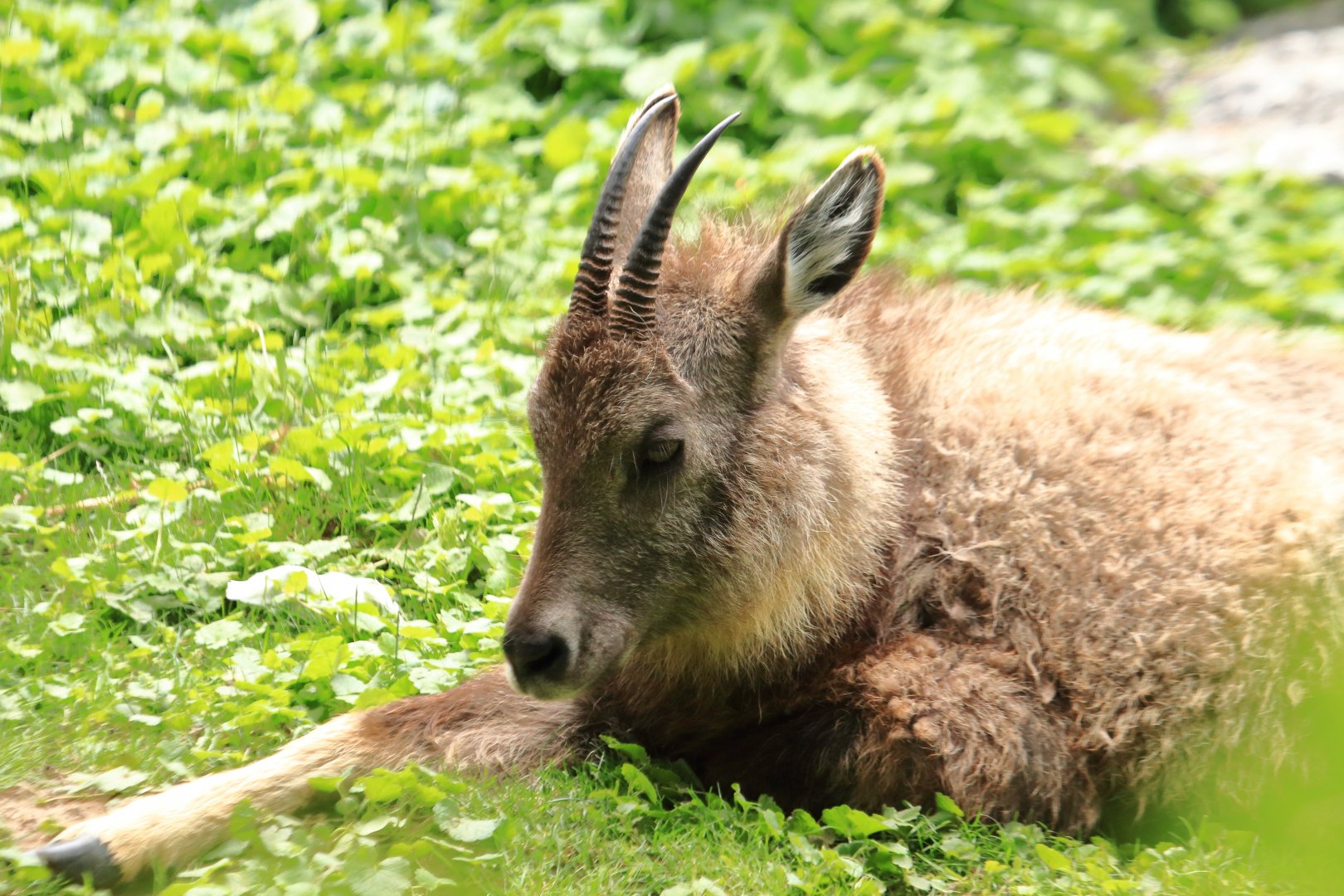 Chinese goral