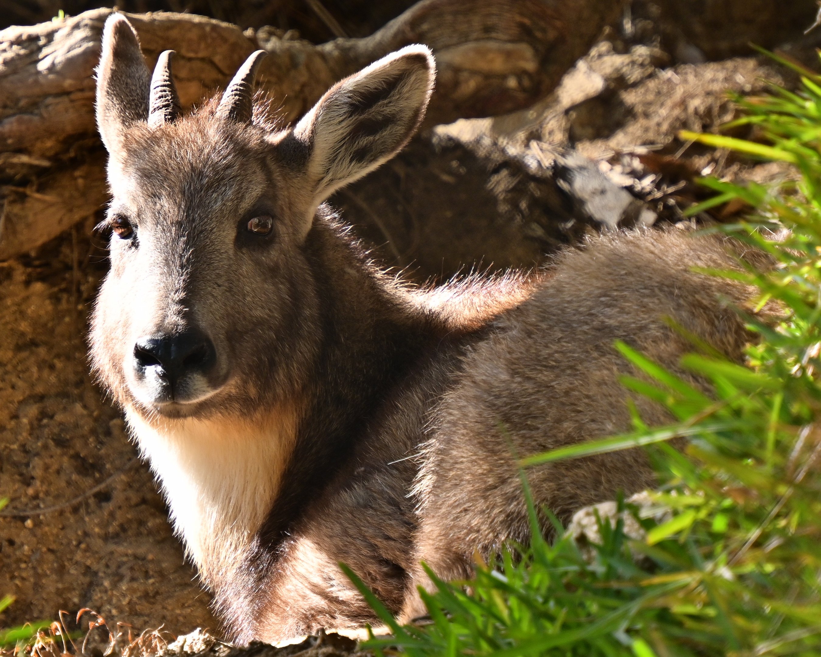 Chinese Goral