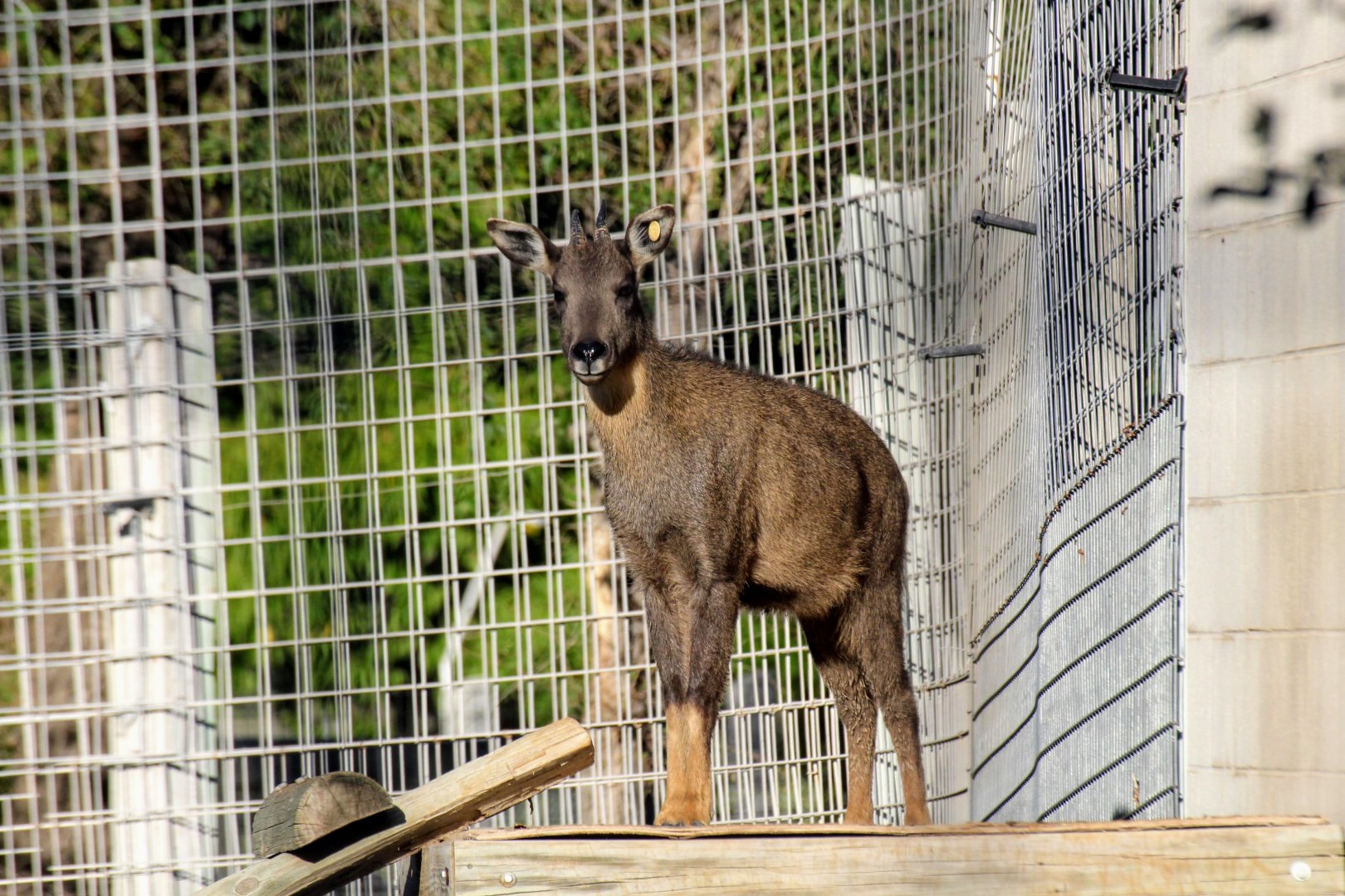 Chinese Goral