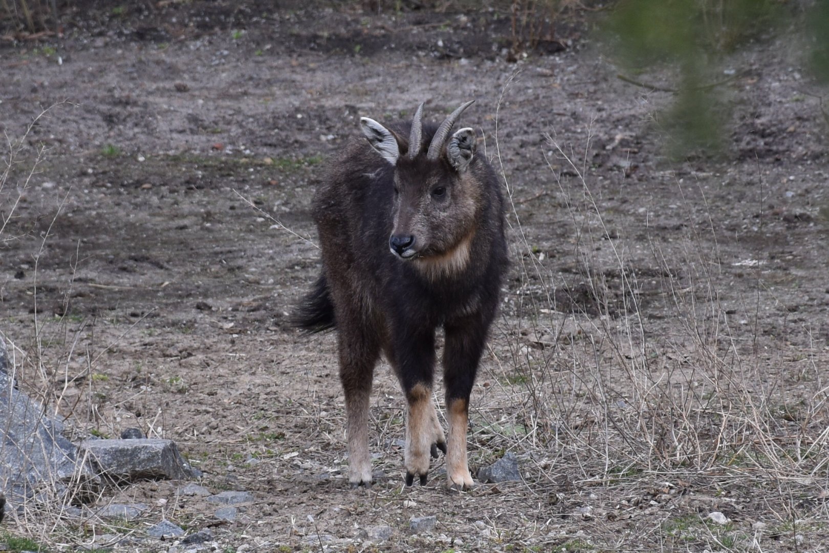 Chinese goral
