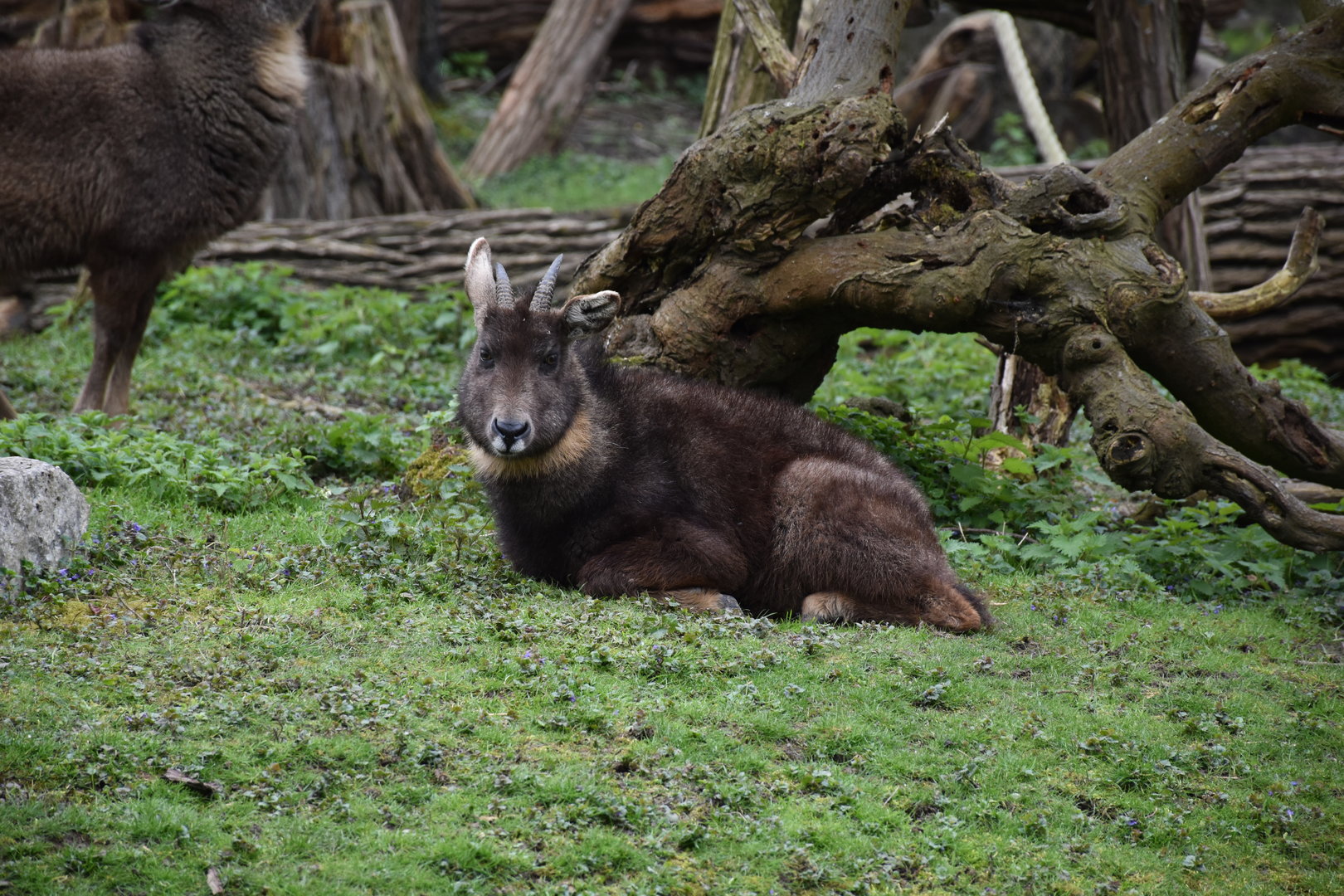 Chinese goral