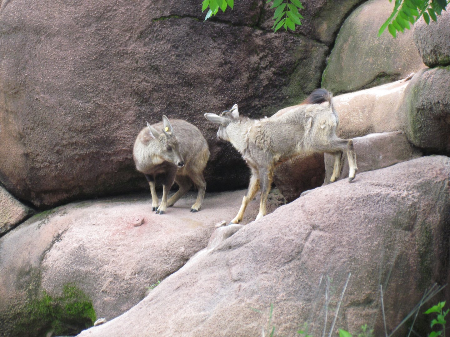 Chinese Goral