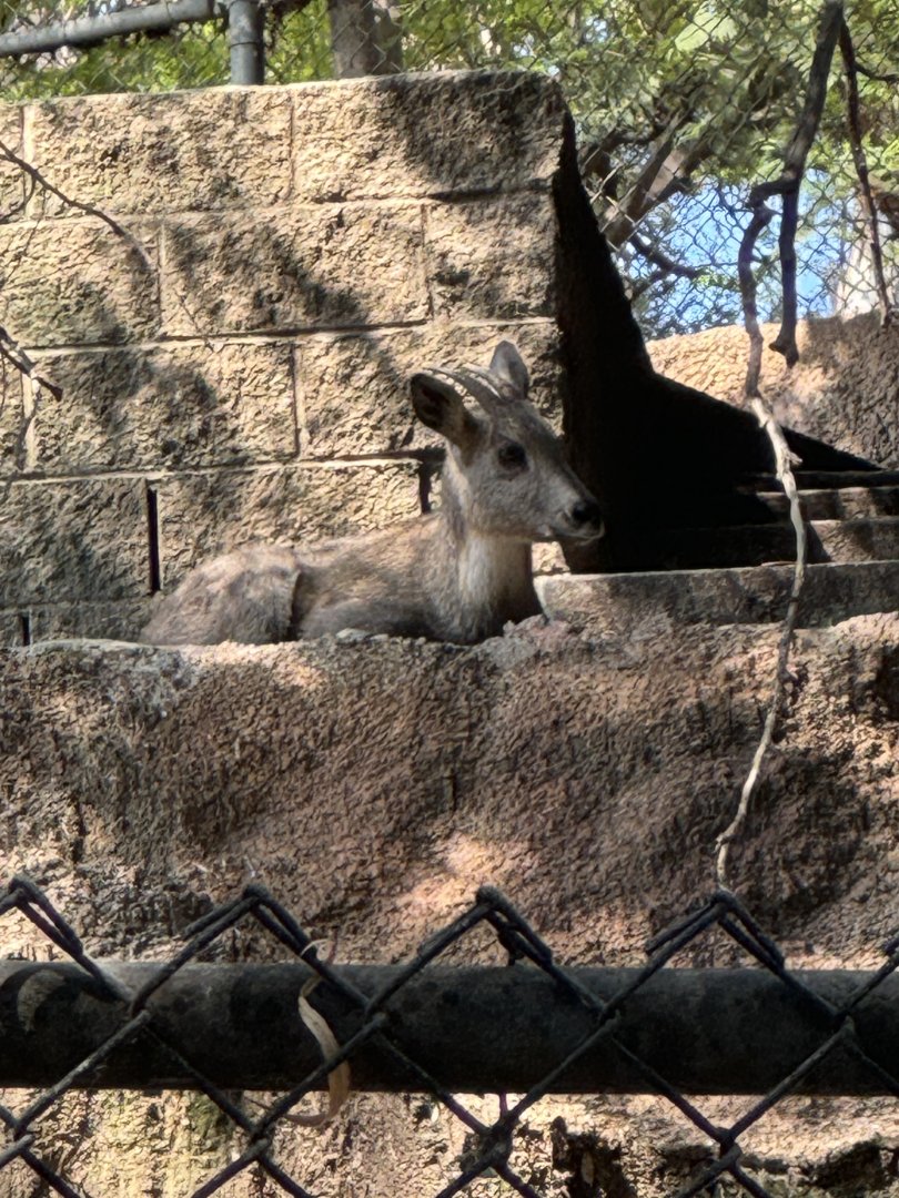 Chinese Goral