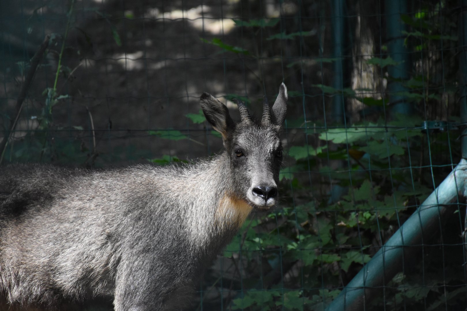 Chinese goral