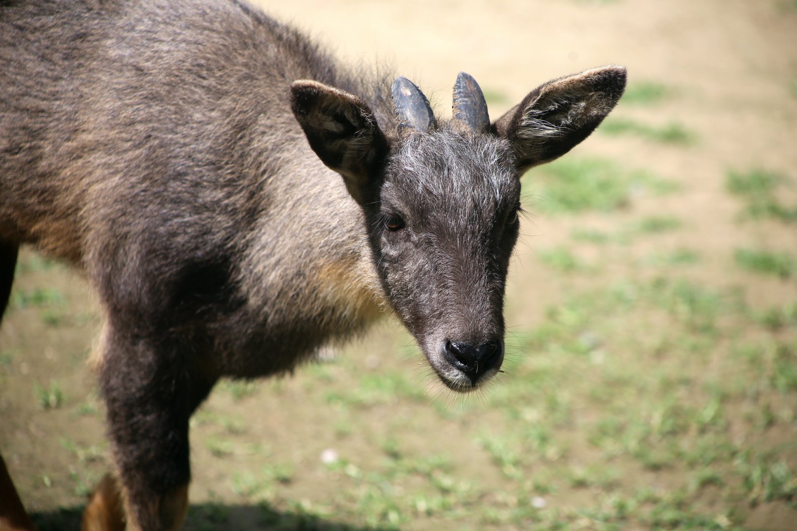 Chinese Goral
