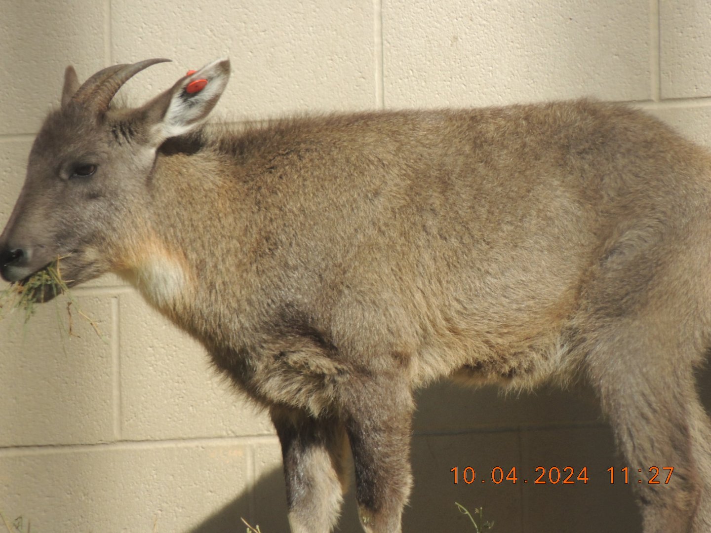 chinese goral