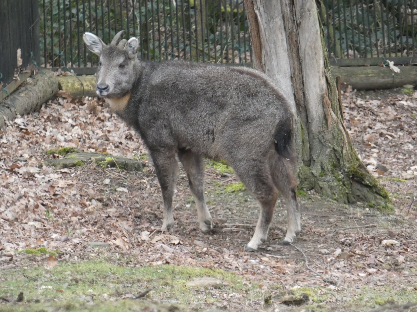 Chinese goral