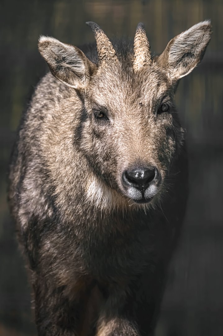 Chinese goral