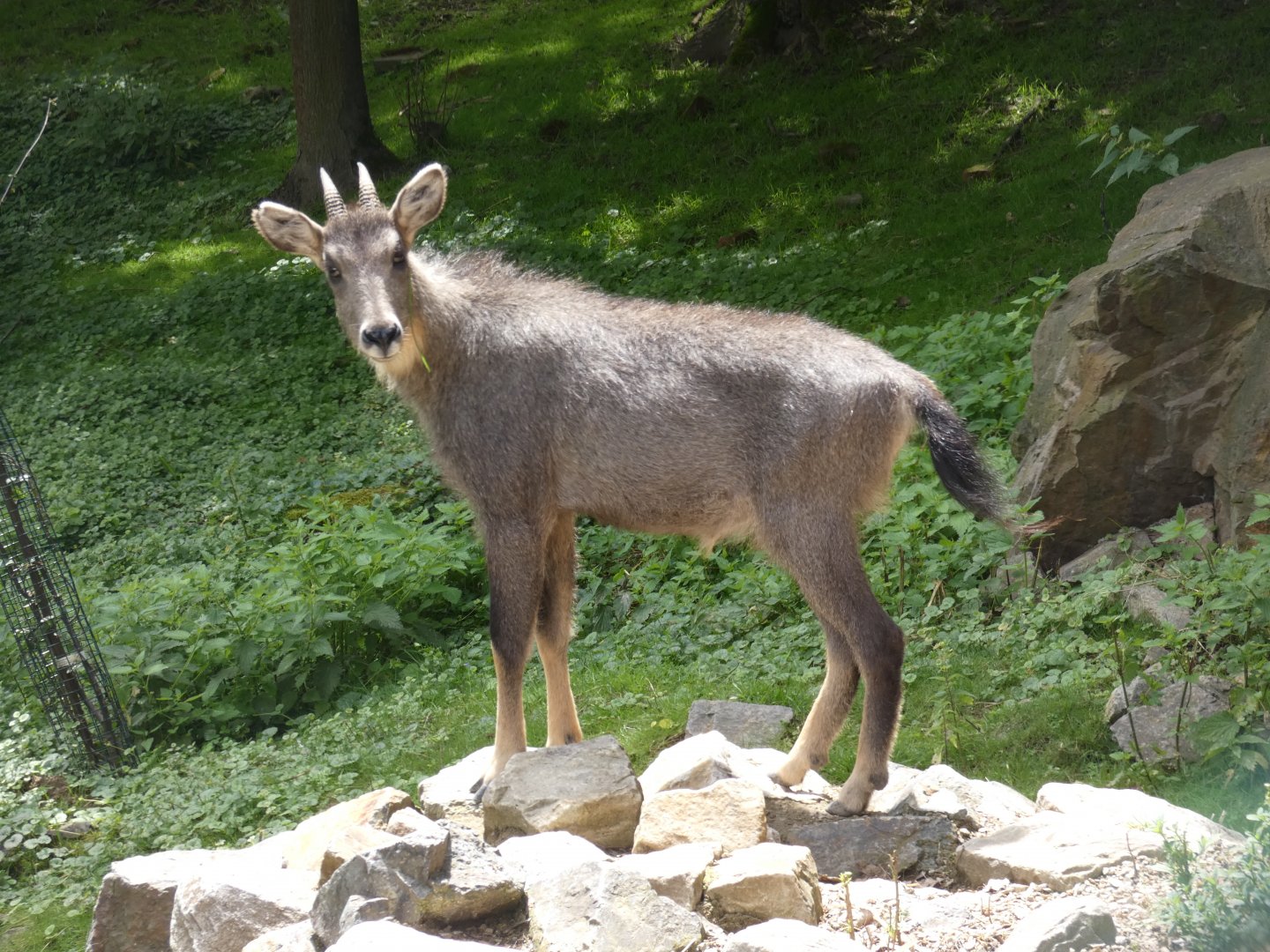 Chinese goral
