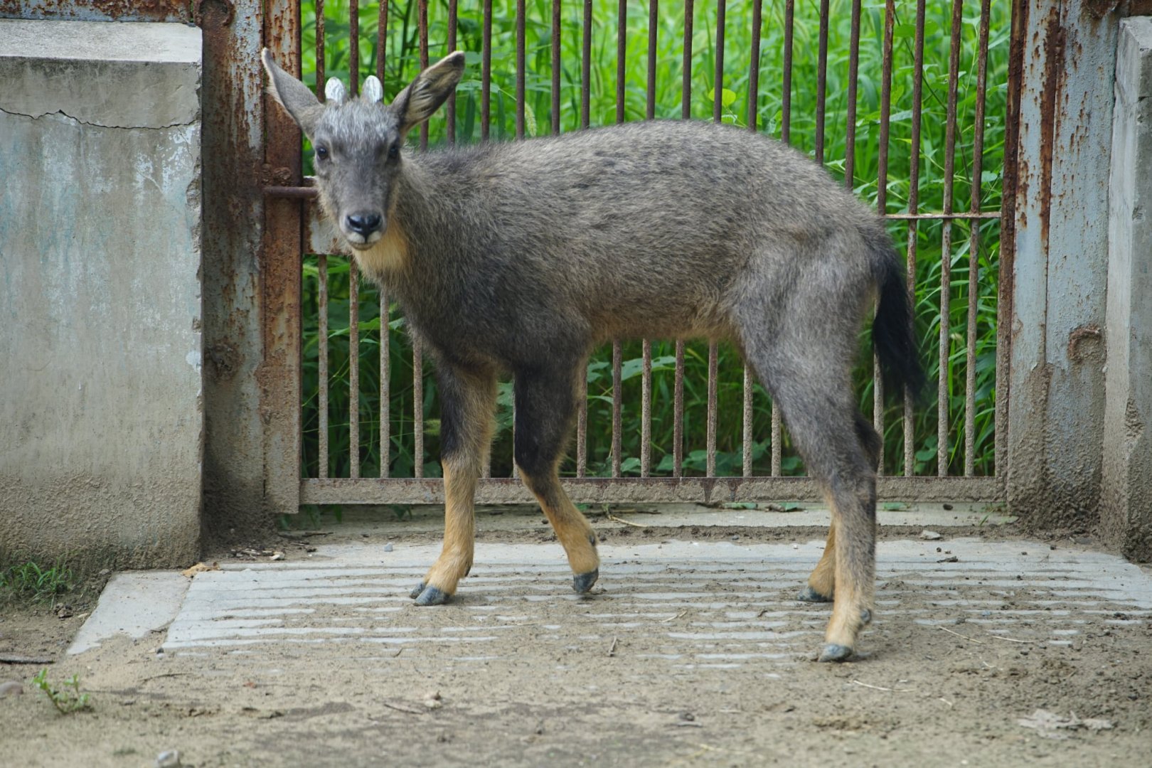 Chinese Goral