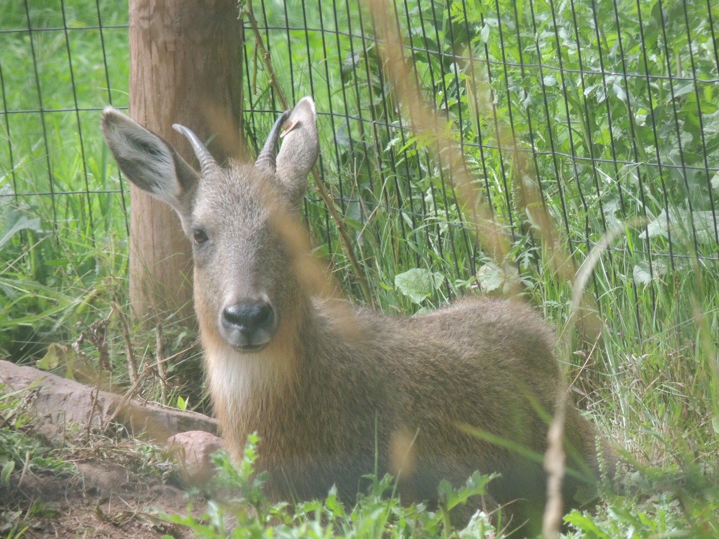 Chinese goral