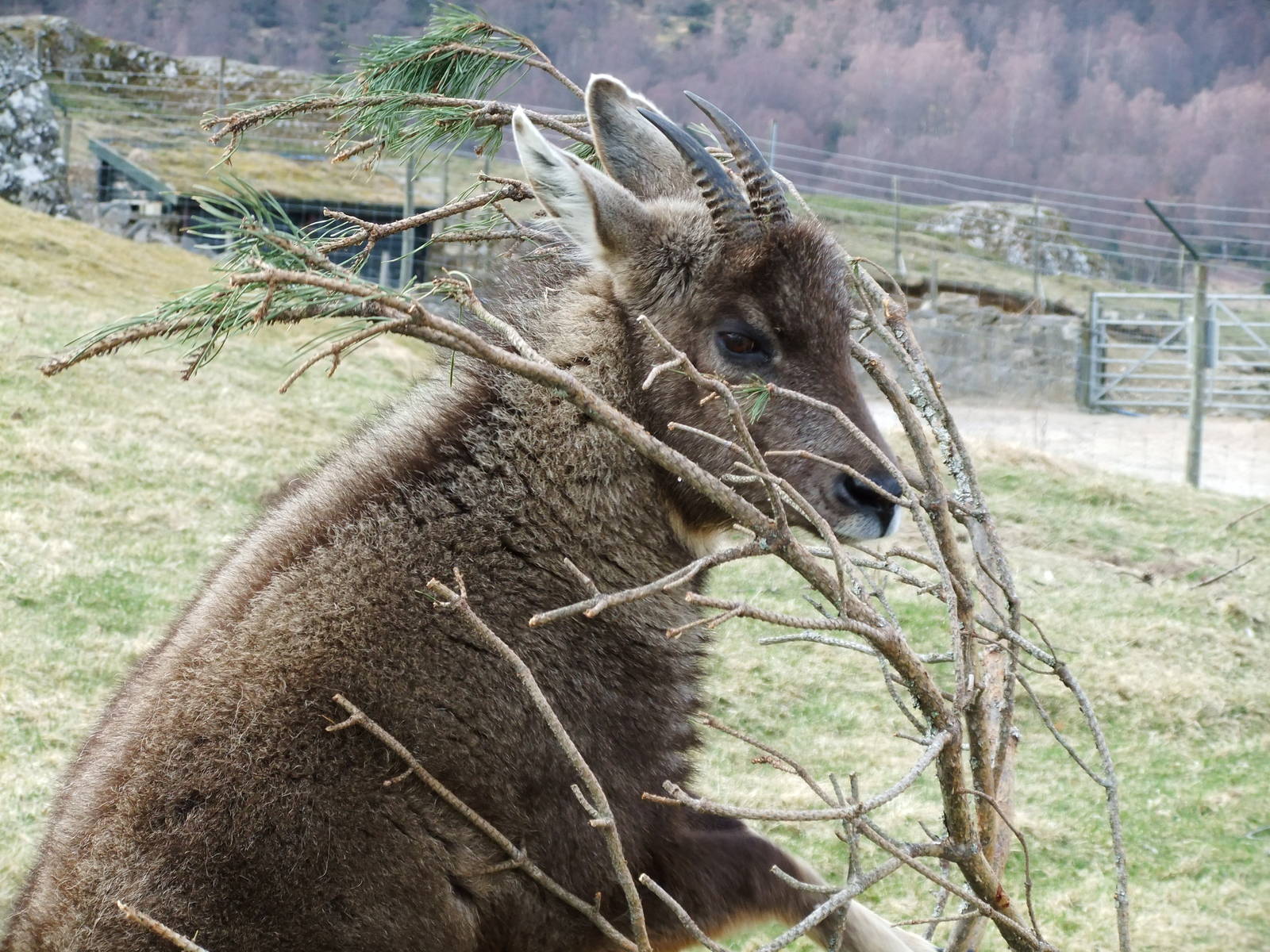 Chinese Goral
