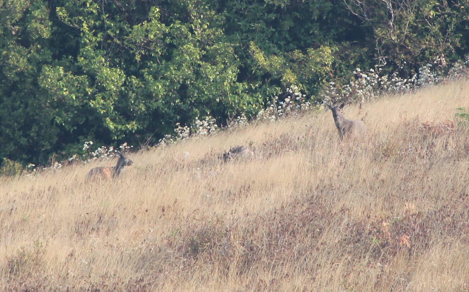 Chinese gorals (Naemorhedus griseus)