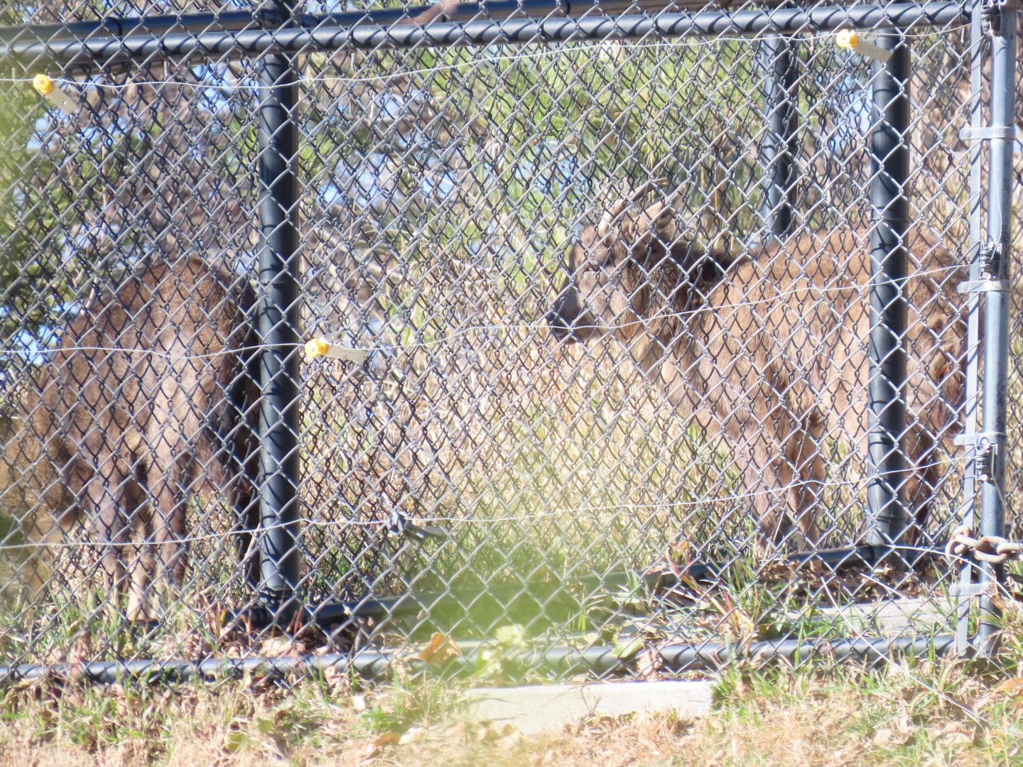 Chinese Gorals (Naemorhedus griseus)