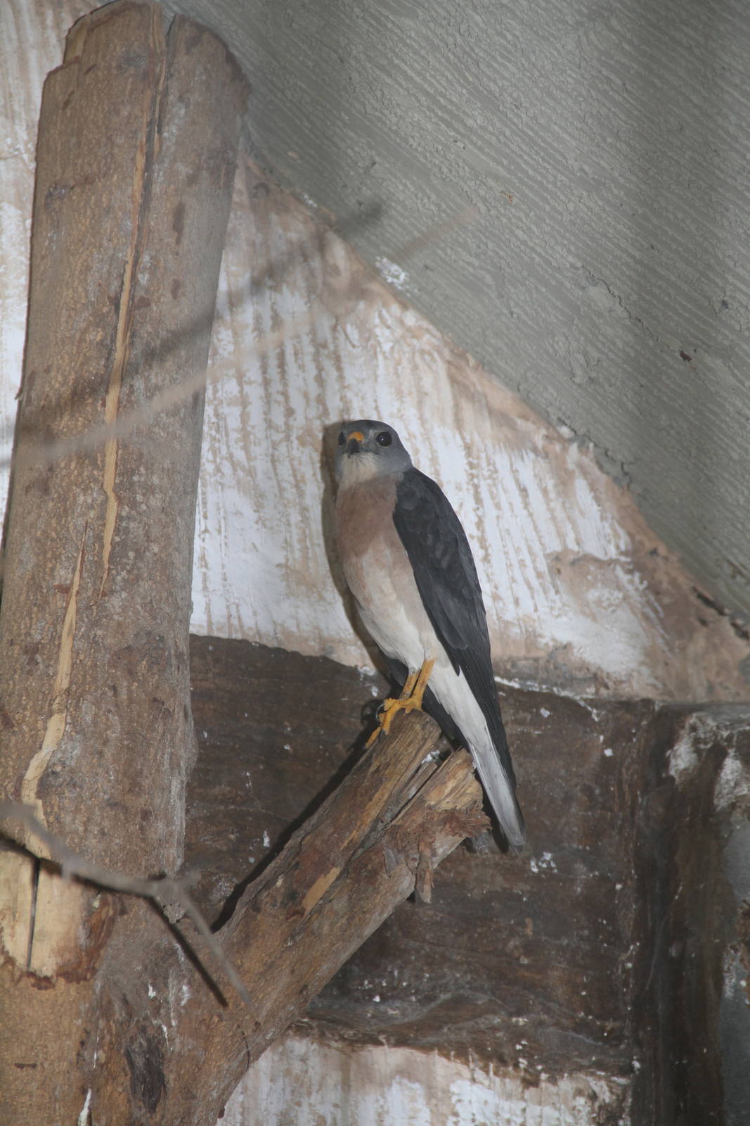 Chinese Goshawk (Accipiter soloensis)