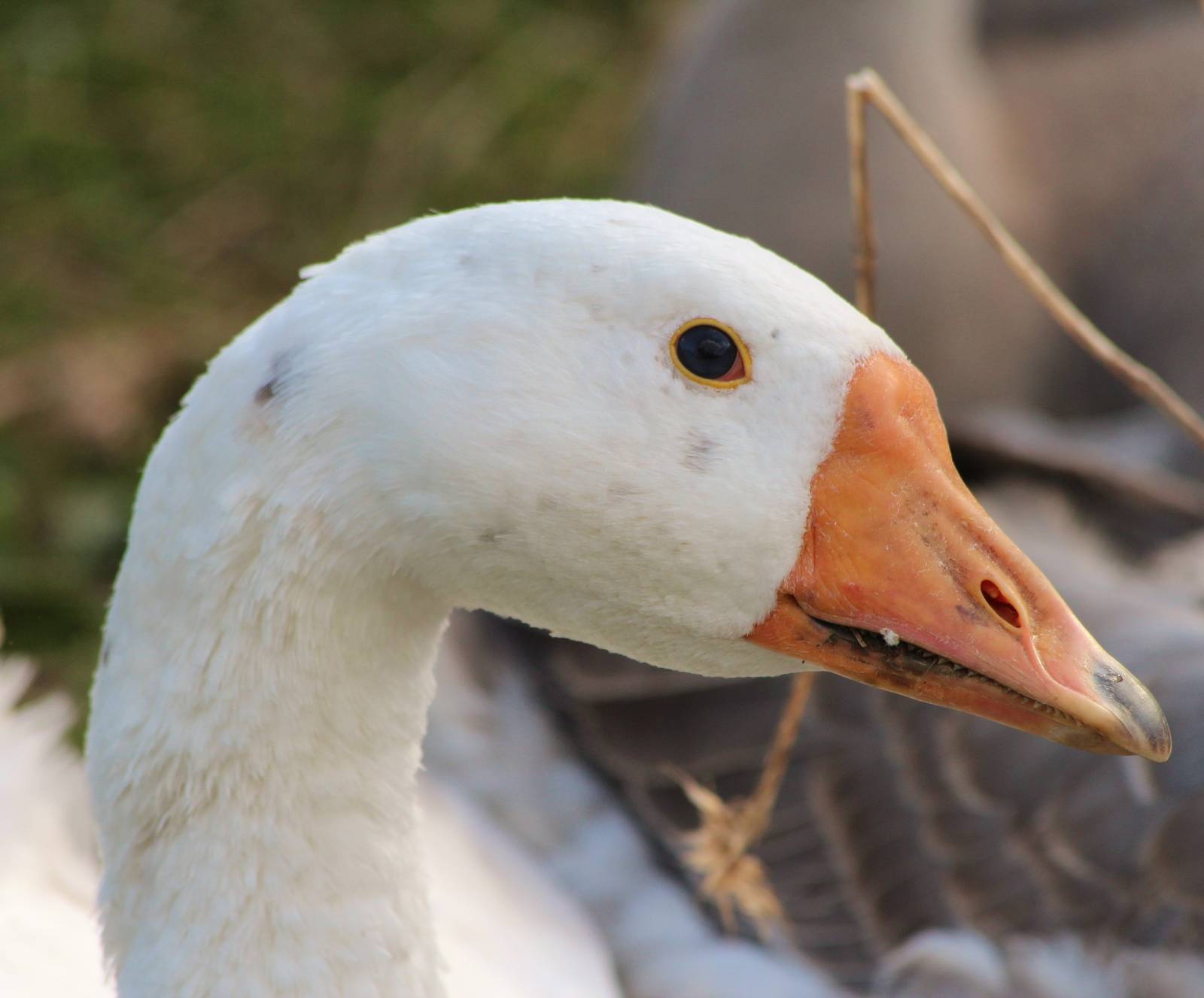 Chinese Gosling at 14 weeks