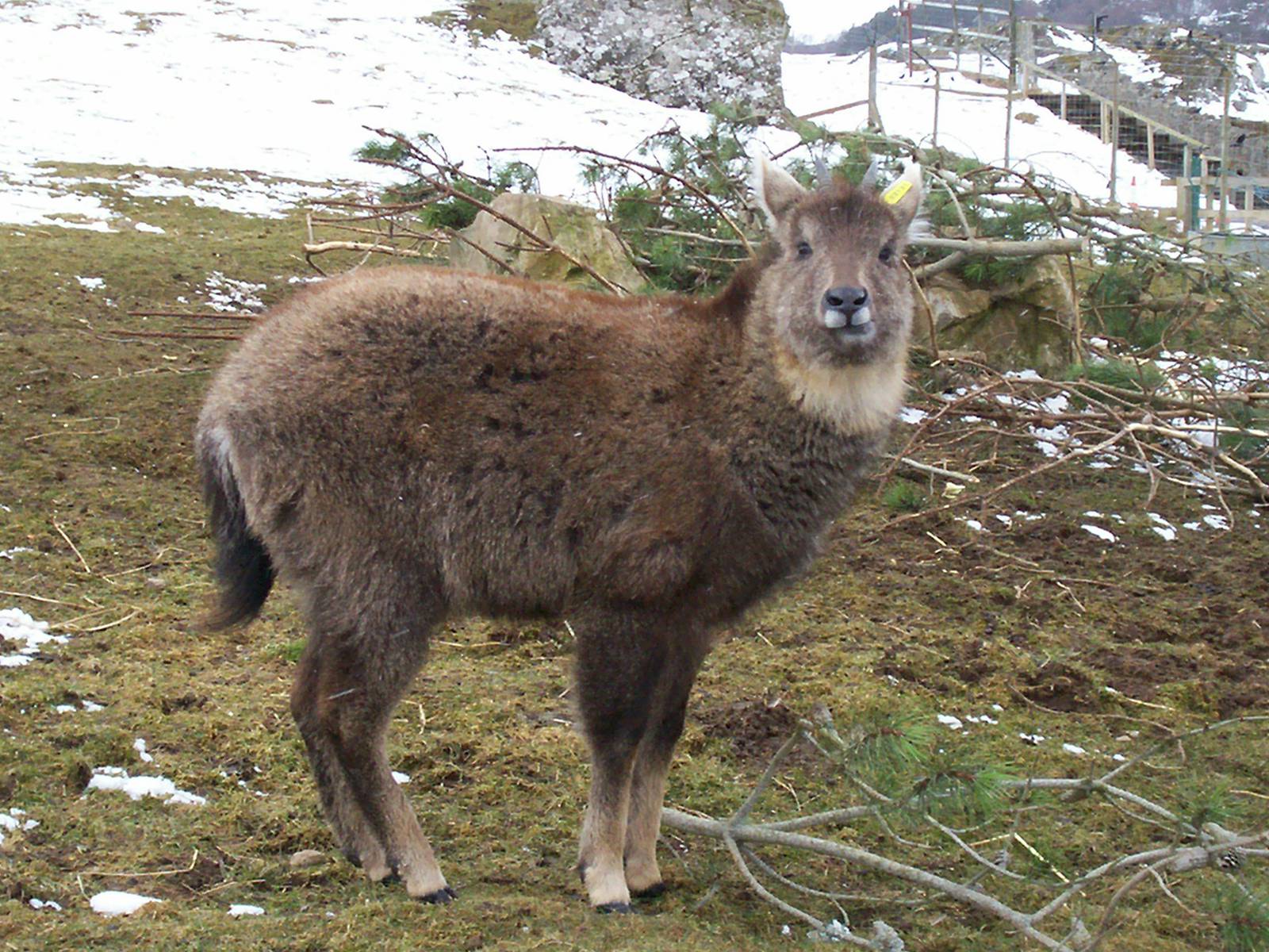 Chinese grey goral at HWP