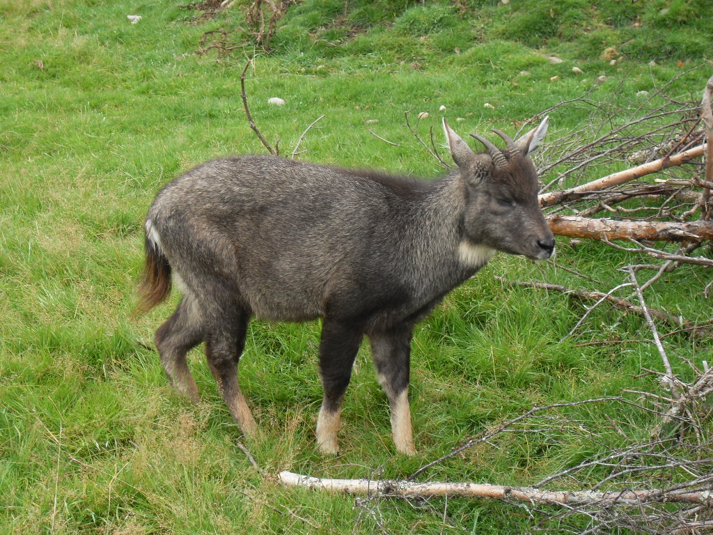 Chinese grey goral